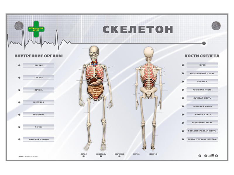 Electrified stand-simulator Zarnitza "Skeleton"