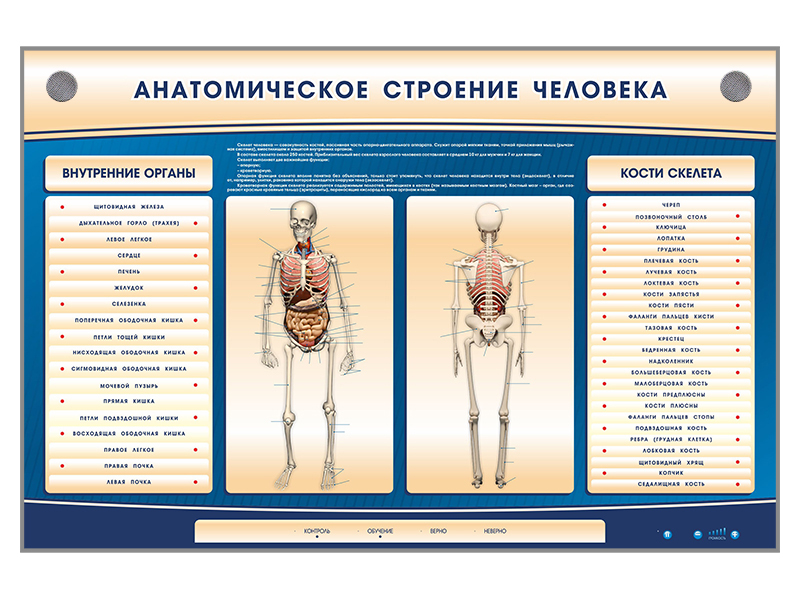 Электрифицированный стенд-тренажер c макетом скелета Zarnitza "Анатомическое строение человека"