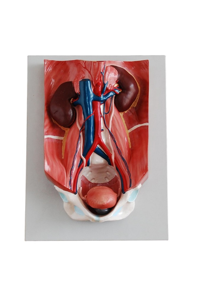 Three-dimensional model "Human urinary system"