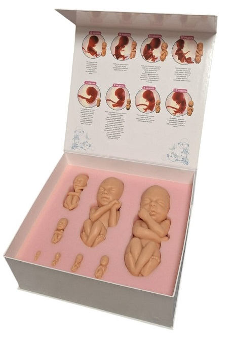 A set of models of human embryo development in the 1st and 2nd trimester of pregnancy “Intrauterine human development” ArtesMed