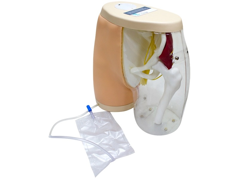 A simulator for practicing intramuscular injections into the buttock (transparent model with a model of the anatomical structure) Zarnitza