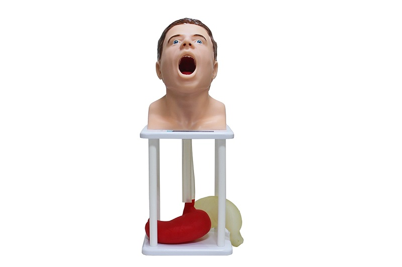 Simulator for probing and lavage of the human stomach, with replaceable stomachs, two types (transparent and opaque) Zarnitza