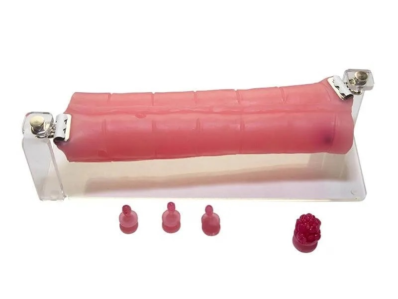 Colon and tracheo-bronchial tract simulator for endoscopy Zarnitza