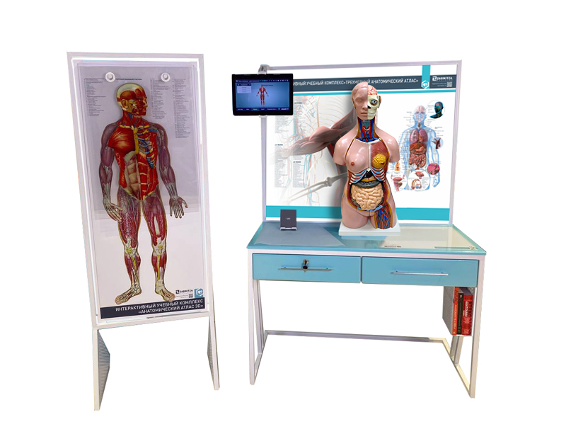 Three-dimensional anatomical atlas Zarnitza