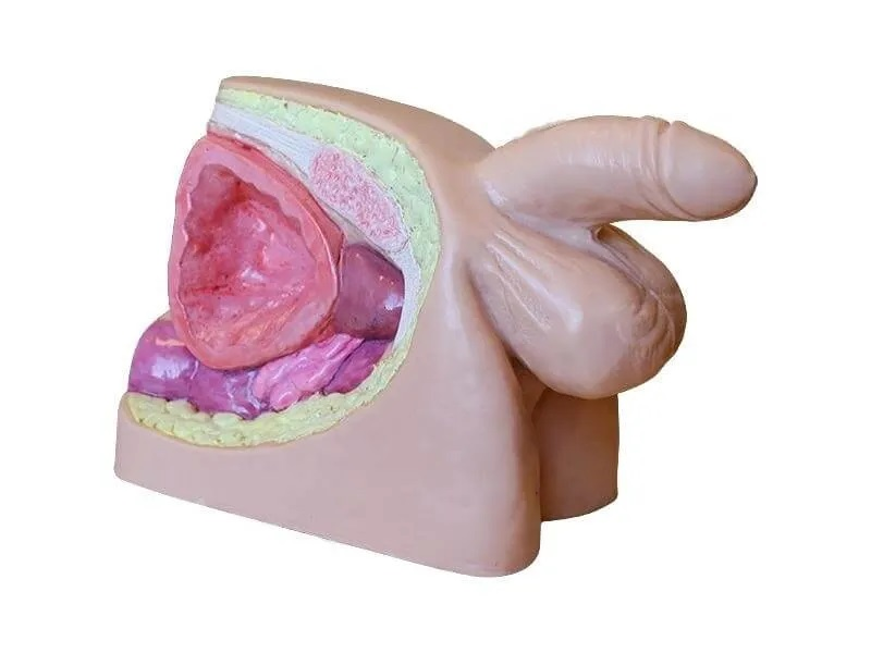 Simulator for practicing urethral catheterization skills in men Zarnitza