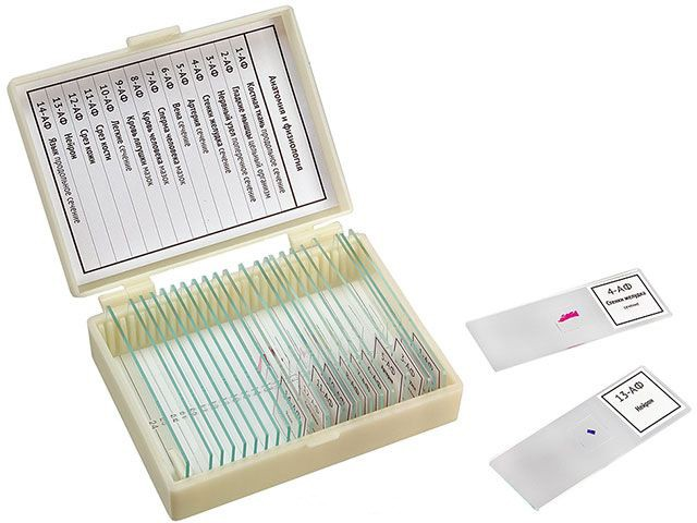 Set of drugs “Anatomy and Physiology” 14 samples
