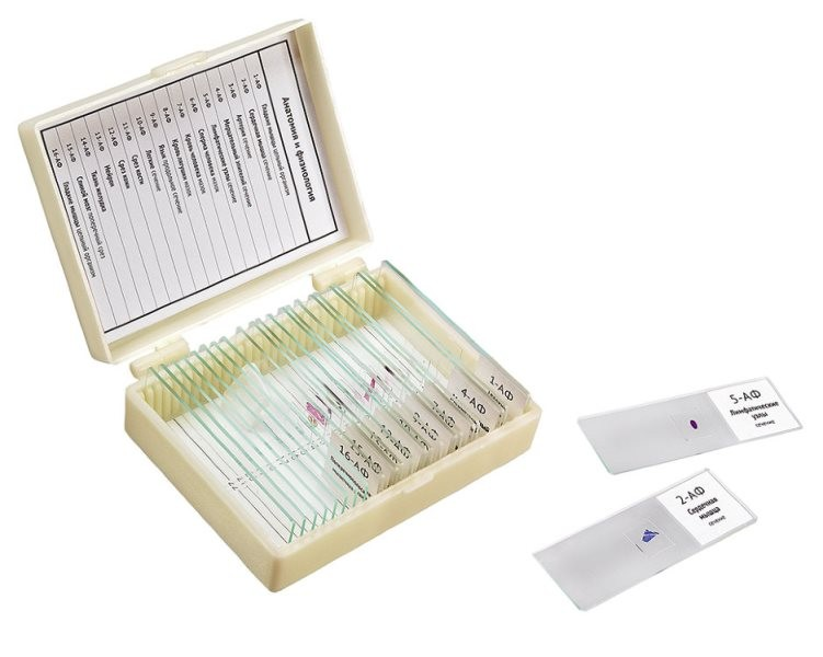 Set of drugs “Anatomy and Physiology” 16 samples