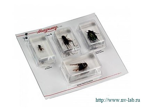 Set of insects 2 (Exhibits in acrylic)