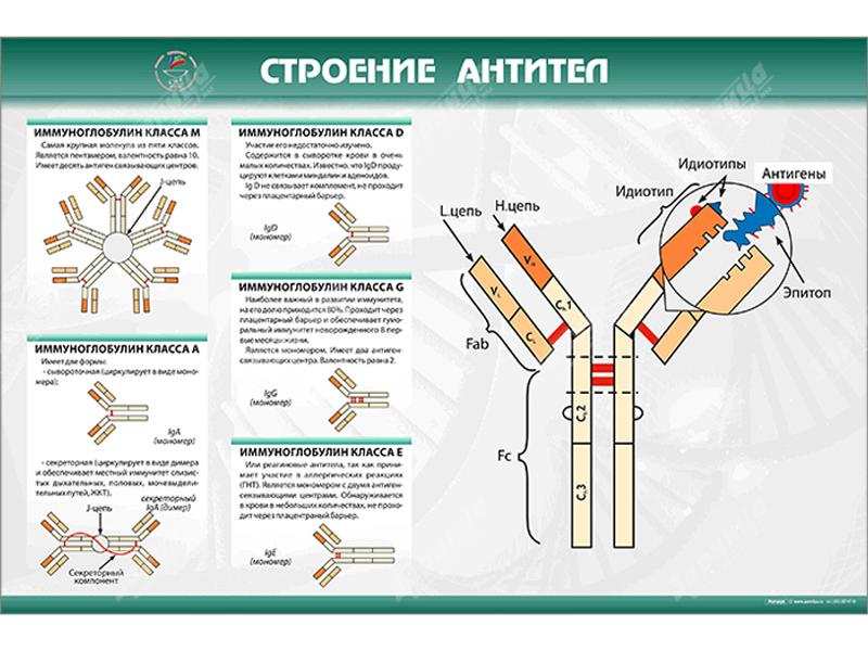 Стенд "Строение антител" Zarnitza
